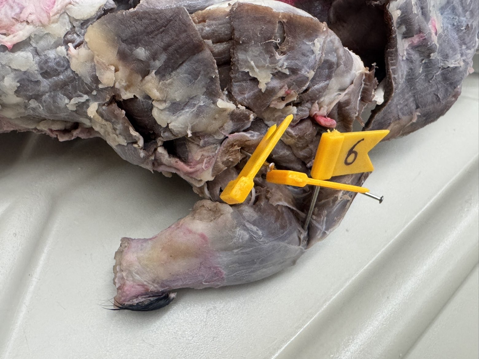 <p>Number:</p><p>6</p>