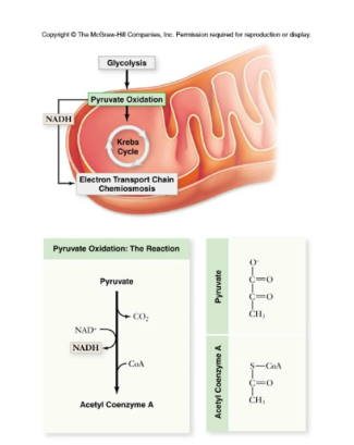 <ol start="2"><li><p><sub><sup>(4 stages of oxidation of glucose)</sup></sub></p></li></ol><ul><li><p>In the <strong>presence of oxygen</strong>, <strong>pyruvate is oxidized</strong>.</p></li><li><p>the <strong>linking step in cellular respiration</strong> that <strong>converts a three-carbon pyruvate</strong></p></li></ul><p>-occurs in the <u>mitochondria in </u><strong><u>eukaryotes</u></strong></p><p>-occurs at the <u>plasma membrane in </u><strong><u>prokaryotes</u></strong></p>