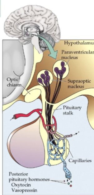<p><strong><em><u>POSTERIOR</u></em></strong> Pituitary System</p><ul><li><p>posterior pituitary develops as an extension of ____</p></li><li><p>releaes hormones, but hormones (are/not?) made in posterior pituitary</p></li><li><p>neuroendocrine cells in two hypothalamic regions (PVN, SON) project axons down infundibulum (or pituitary stalk)</p></li><li><p>axon terminals in posterior pituitary release 2 hormones in capillary bed</p><ul><li><p>1. _____</p></li><li><p>2. _____</p></li></ul></li></ul><p></p>