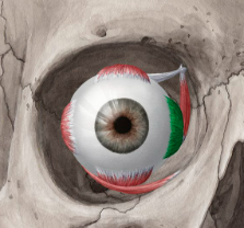 <p>what muscle is in green</p>