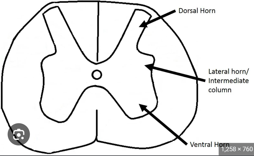 <ul><li><p>central canal </p></li><li><p>ventral (anterior) horn </p></li><li><p>laternal horn </p></li><li><p>dorsal (posterior) horn </p></li></ul><p></p>