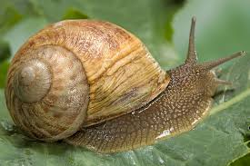 <p>class gastropods… including example (feeding and reproduction)</p>
