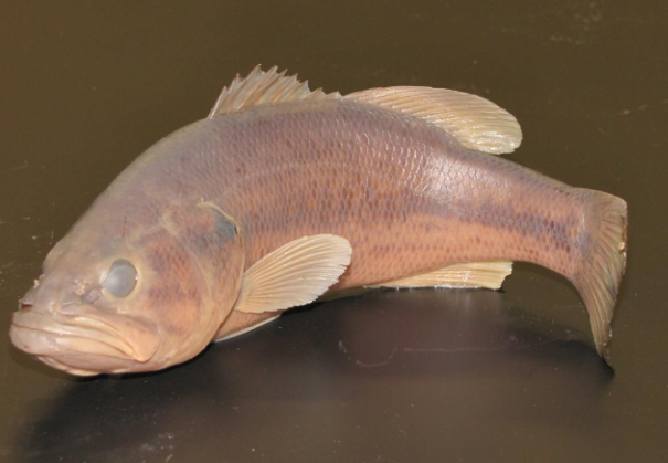 <p>Common name, Family, Scientific Name?</p>