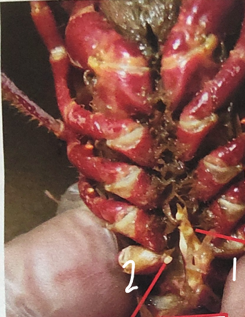 <p>what is point 2 on this crayfish </p>