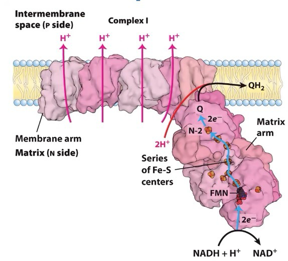 <ul><li><p><span style="background-color: transparent;"><span>Large L shape enzyme</span></span></p></li><li><p><span style="background-color: transparent;"><span>Firmly embedded in the inner membrane (integral)</span></span></p></li><li><p><span style="background-color: transparent;"><span>Catalyzes NADH + H</span><sup><span>+</span></sup><span> + Q → NAD</span><sup><span>+</span></sup><span> and QH</span><sub><span>2</span></sub></span></p></li><li><p>FMN accepts 2e<sup>-</sup> from<span style="background-color: transparent;"><span> NADH + H</span><sup><span>+</span></sup></span></p></li><li><p><span style="background-color: transparent;"><span>Pumps protons from matrix (n) to intermembrane space (p)</span></span></p></li><li><p><span style="background-color: transparent;"><span>Creating a proton gradient which creates potential energy</span></span></p></li><li><p><span style="background-color: transparent;"><span>Series of Fe-S centers accepts electrons</span></span></p></li></ul><p></p>