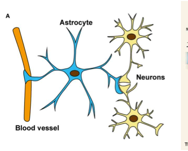 <ol><li><p>= soort gliacellen (CZS) </p></li><li><p>belangrijke rol in energiemetabolisme van neuronen: neurometabole koppeling → geven ‘voeding’ aan neuronen</p></li><li><p>reguleren werking van neuronale synapsen (bv opruimen van NT, of zelf uitscheden van gliotransmitters)</p></li><li><p>ziektebeeld: ALS → motorische neuronen sterven af door fout bij astrocyten (te weinig voeding nr neuronen) OF als astrocyten NT (glutamaat) niet goed/optijd opruimen uit synaptische spleet</p></li></ol><p></p>