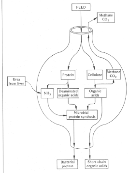 <p>Smooth muscle in rumen contract to mix food and bacteria in churning manner. </p><p>Microbial fermenters breakdown cellulose to make short chain organic acids while releasing methane and CO2. The short chain organic acids are digested by animal.</p><p>Microbial fermenters breakdown protein into organic acids and ammonia. </p><p>Microbes use ammonia (from feed breakdown and/or urea from liver of animal) and organic acids (from feed breakdown) for protein synthesis. The bacterial protein is digested by animal. </p>
