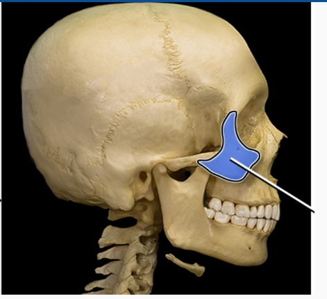 <p>What structure is indicated</p>
