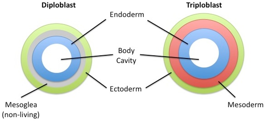 <p>Diploblastic vs Triploblastic</p><ul><li><p>sponge lacks true tissue</p></li></ul><p></p>