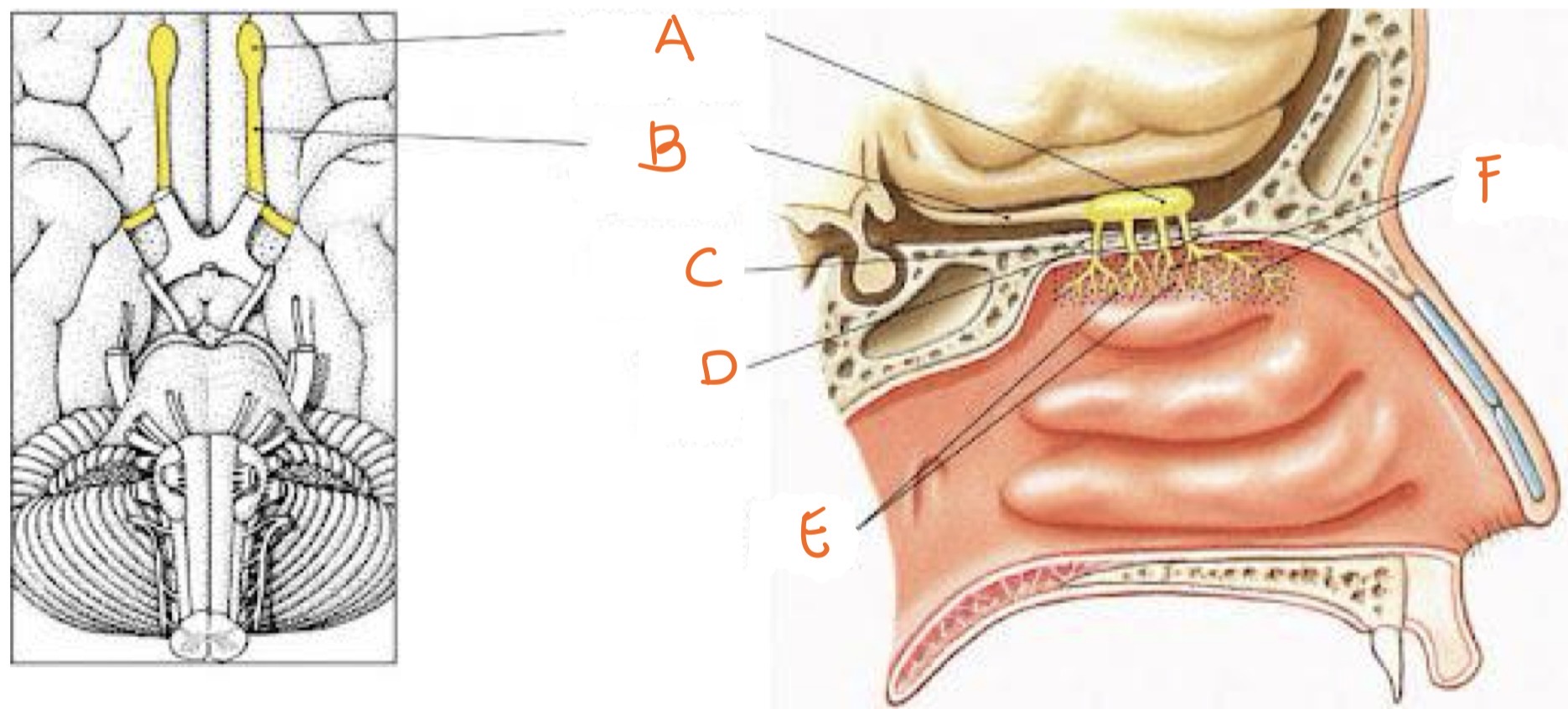 knowt flashcard image