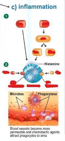 <p>Complement system - Inflammation process</p>