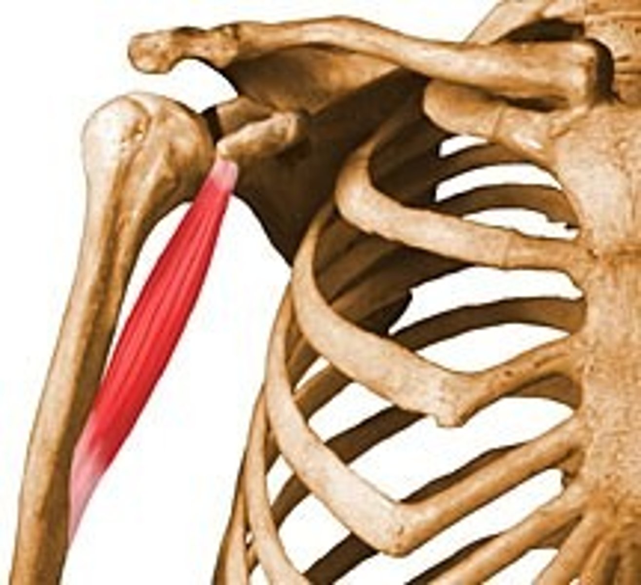 <p>Small, cylindrical muscle; located in anterior compartment of arm</p><p>*Flexion and adduction of arm</p>