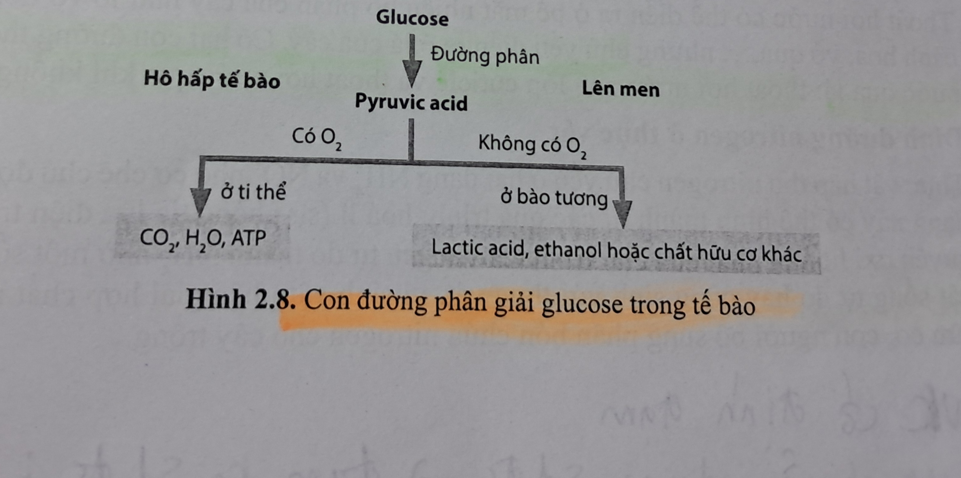 <p>2 con đường: Hô hấp tế bào và Lên men</p>