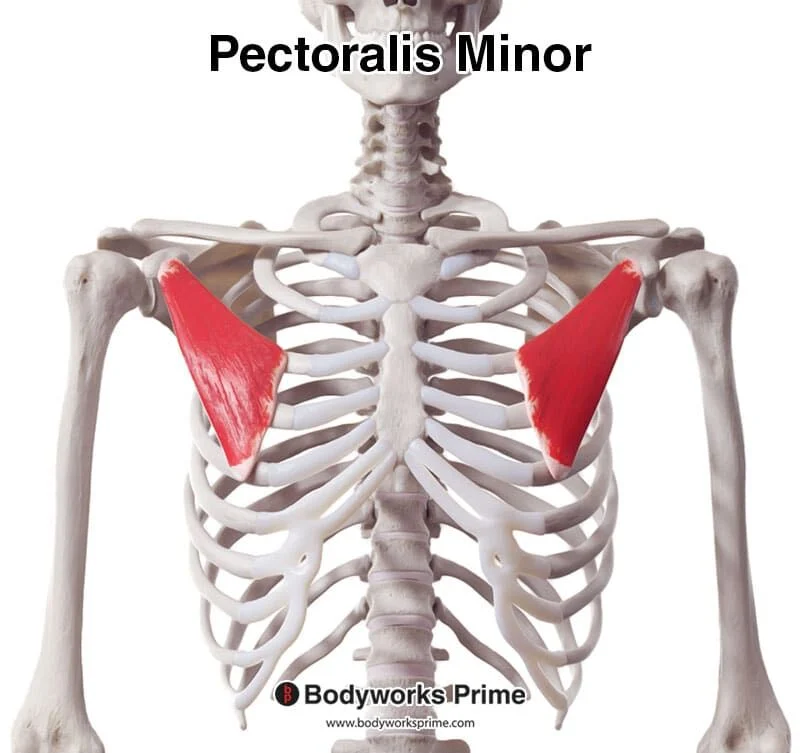 <p>Pectoralis minor</p>