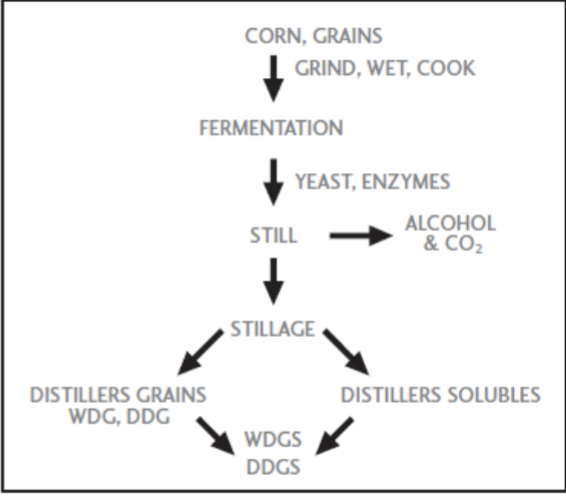 <ul><li><p>corn meal, hominy corn grits, ethanol for humans</p></li><li><p>WDG, DDG, WDGS, DDGS for animal feed</p></li></ul><p></p>