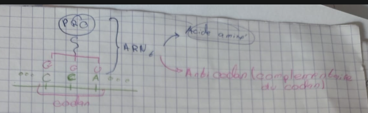<p>Elongation: </p><ul><li><p>Le ribosome parcourt la mlcl d’ARNm codan par codan </p></li><li><p>A chaq codon il mobilise l’acide aminé correspondant via une mlcl appelé “ARN de transfert” ARNt = voir photo </p><ul><li><p>Jusq’a rencontrer le codan Stop</p></li></ul></li></ul><p></p>