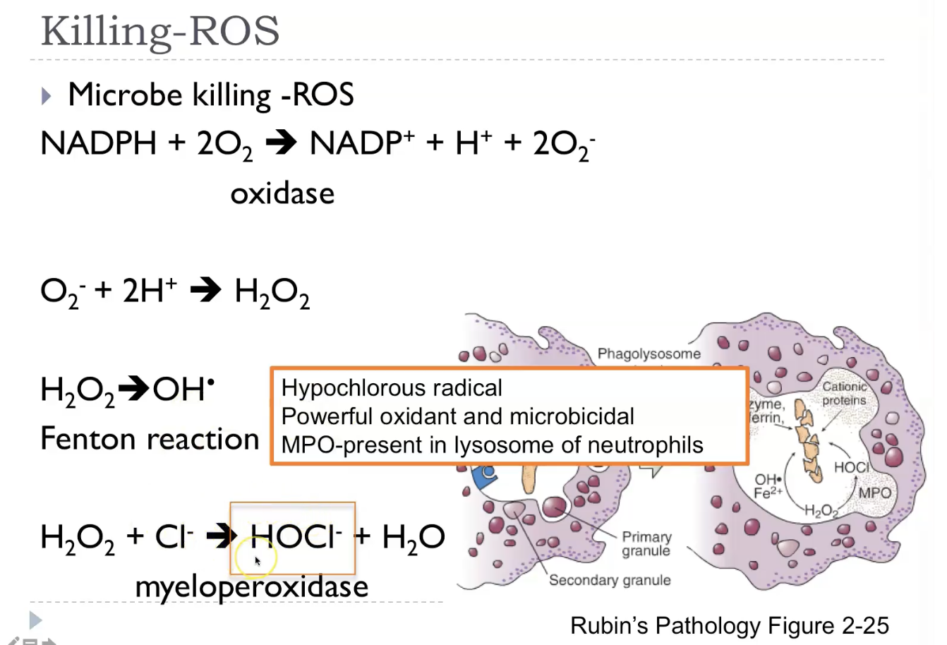 <ul><li><p>Lysosome and phagosome fuse to form the phagolysosome.</p></li><li><p>Respiratory burst -> Increased ROS: phagocyte oxidase / NADPH oxidase.</p></li></ul><p></p><p><strong>Reactive oxygen species (ROS)</strong> are highly reactive oxygen‑containing molecules—like <strong>superoxide</strong>, <strong>hydrogen peroxide</strong>, and <strong>hydroxyl radicals</strong>—that are produced naturally during normal metabolism, especially in mitochondria, and also generated by immune cells to kill microbes. In small, controlled amounts, ROS act as <strong>signalling molecules</strong>, but when produced in excess or when antioxidant defences (like glutathione, catalase, and superoxide dismutase) are overwhelmed, they cause <strong>oxidative stress</strong>, damaging lipids, proteins, and DNA. This damage contributes to inflammation, aging, cell injury, and diseases such as atherosclerosis and neurodegeneration, while also playing a key role in microbial killing during the <strong>respiratory burst</strong> in neutrophils.</p>