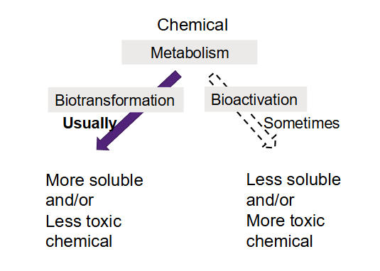 <ul><li><p>Biotransformation reactions are catalysed by enzymes </p><ul><li><p>Enzymes are proteins that facilitate particular biochemical reactions to occur </p></li></ul></li></ul><p></p>