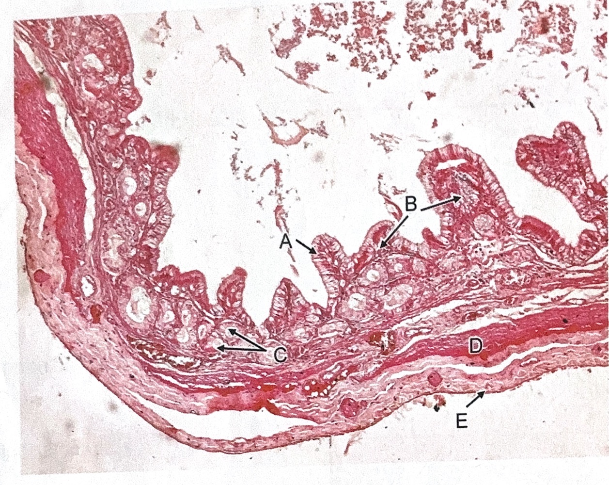 term image