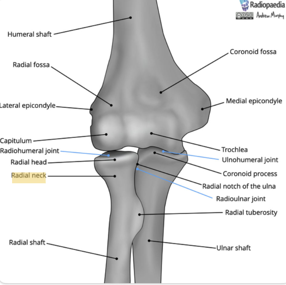<p><span>The narrowed region between the head and radial tuberosity.</span></p>