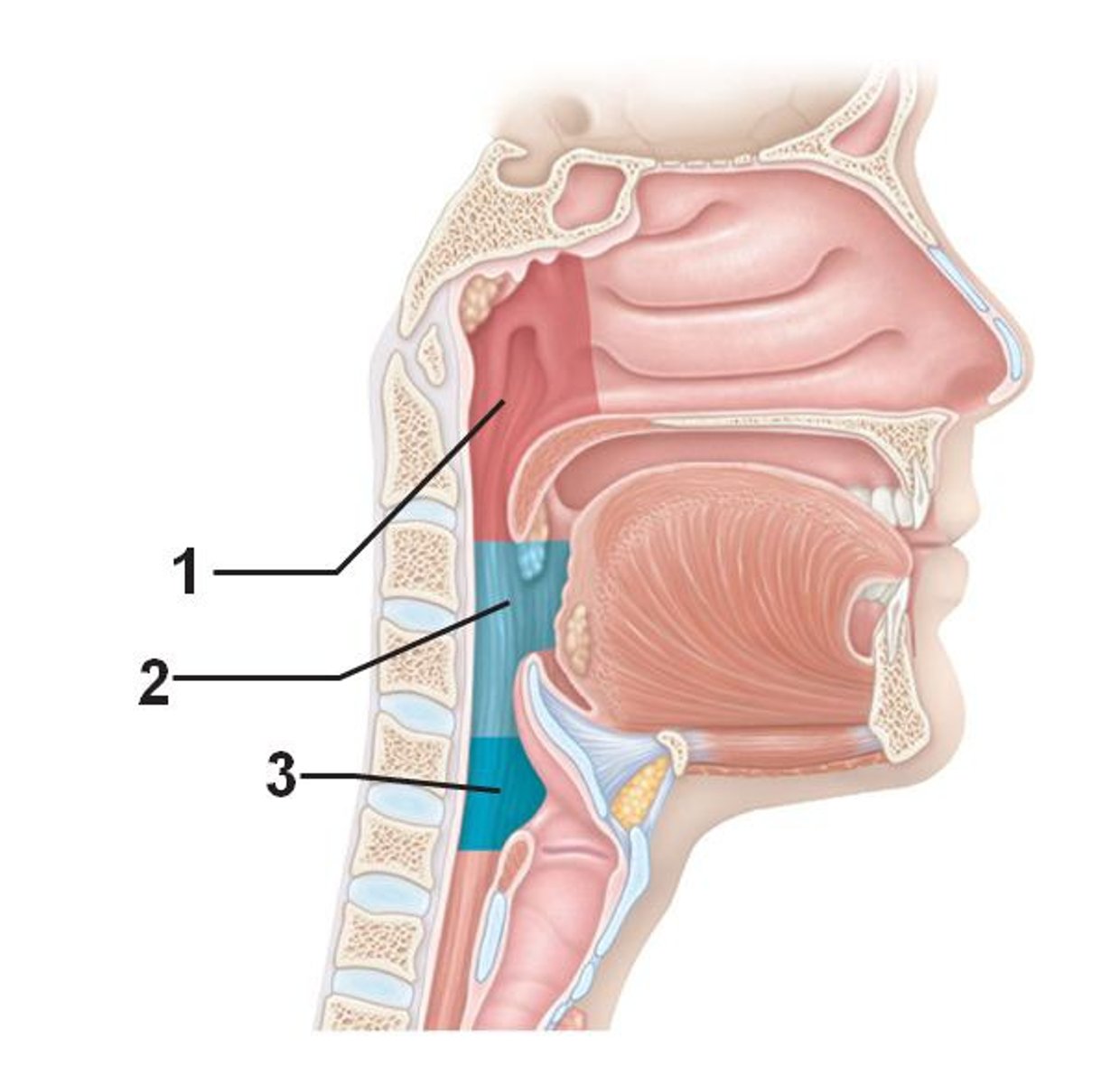 <p>name 2</p>