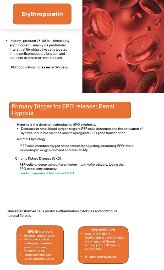 <p>CKD → anemia.</p>