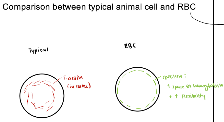 RBC must be flexible to fit thru capillaries - allowed by spectrin