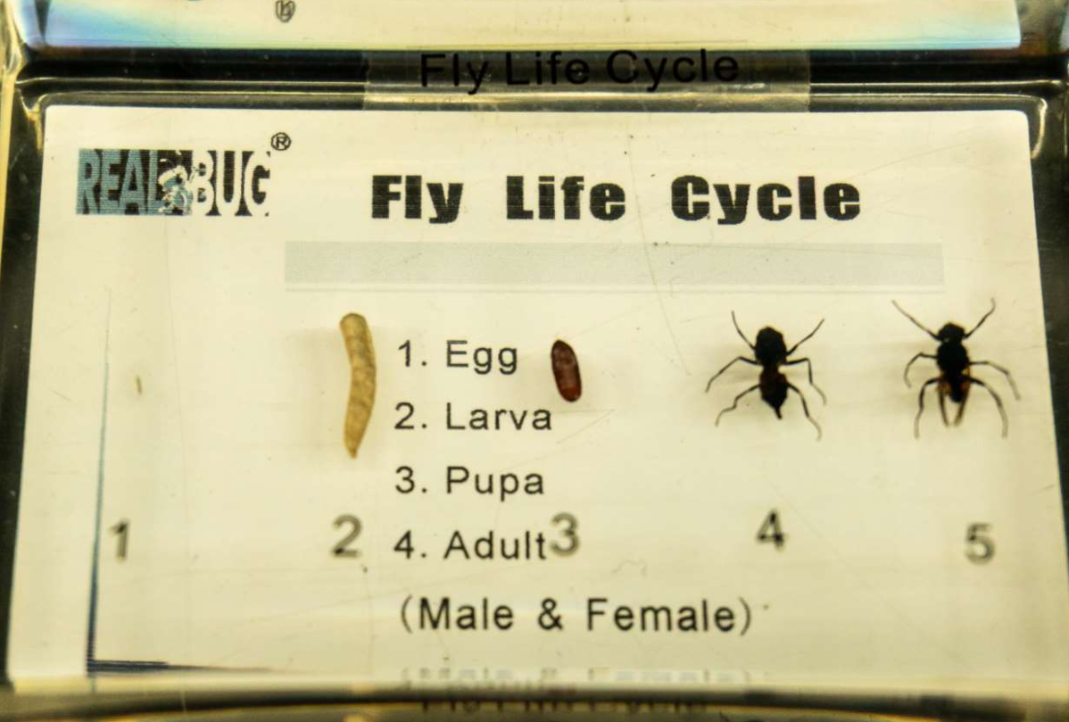 <p>identify the subphylum and name</p>