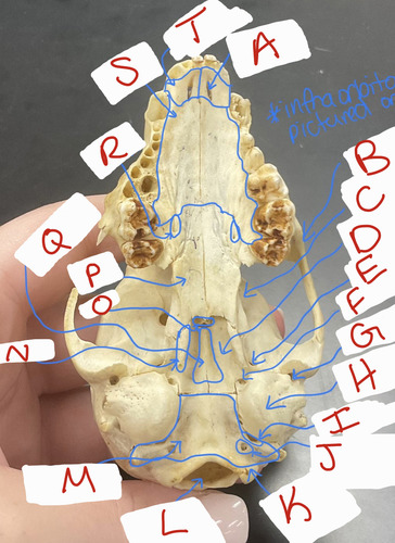 <p>M</p>