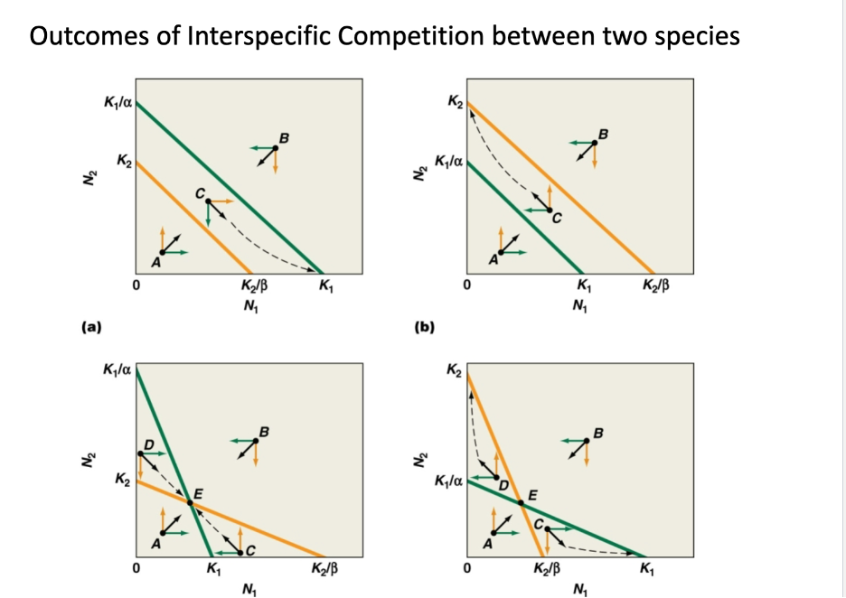 <p>In D the isoclines intersect but not like C</p>