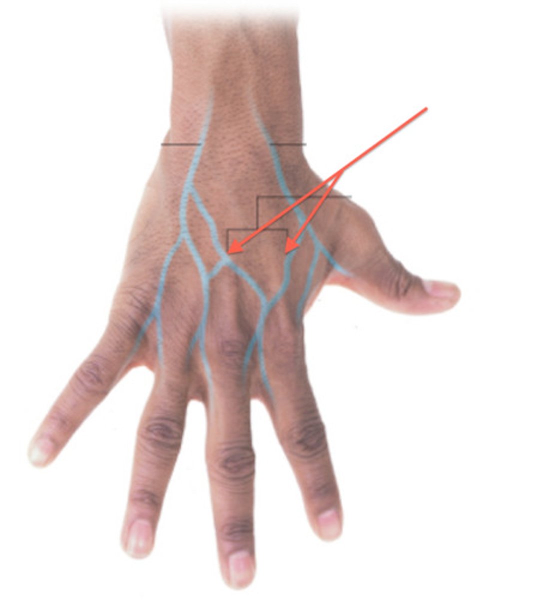 <p>posterior</p>