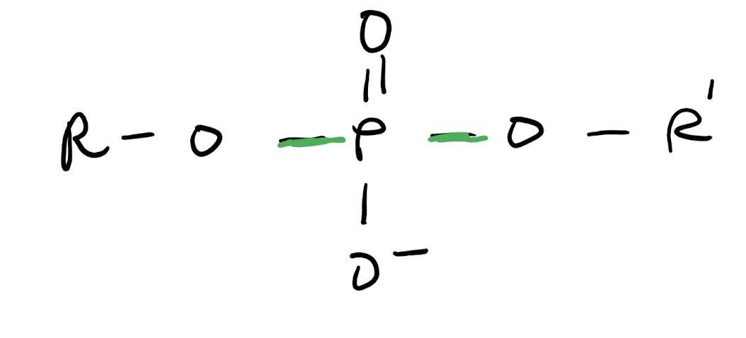 <p>A functional group consisting of two P-O linkages to make a C-O-P-O-C bond chain</p>