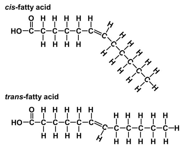 <p>Cis-double bonds = The hydrogens are either <strong>both above or both below </strong>the 2 double bonded carbons to which they are connected</p><ul><li><p>Cis-double bonds are more<strong> kinked in their structure</strong> (around a 30 degree bend)</p></li></ul><p>Trans-double bonds = The hydrogens are on <strong>opposite sides</strong> of the chain where they attach to the 2 double bonded carbons</p>