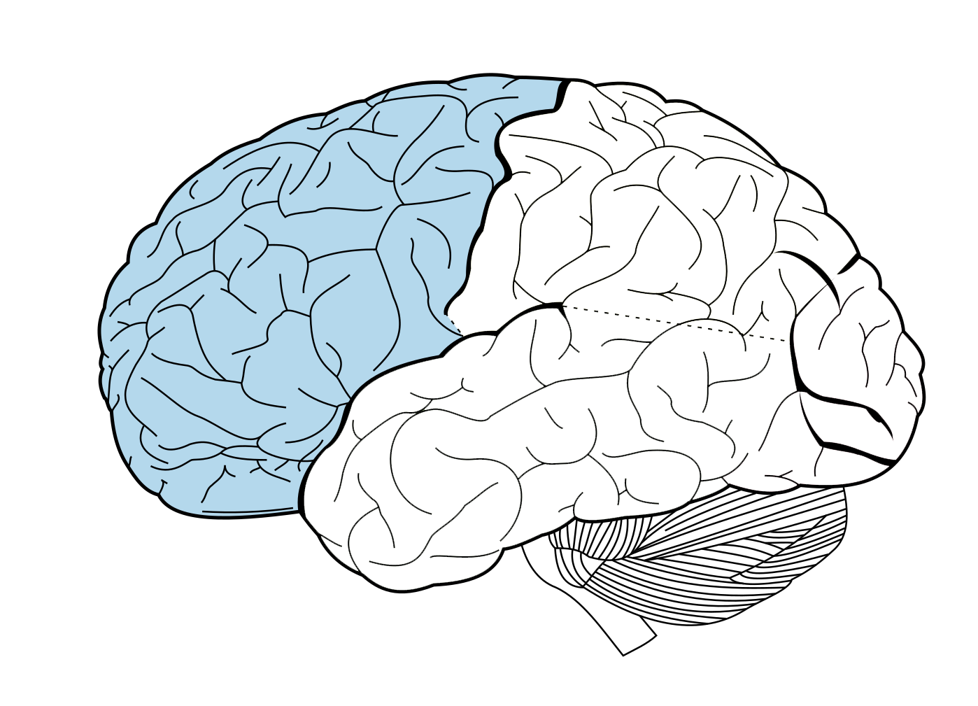 <p>Lobe and major areas</p>