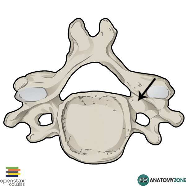 <p>Pedicle</p>