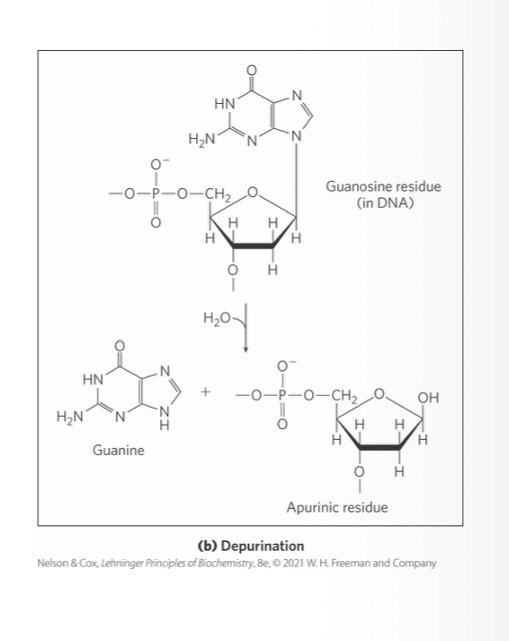 <p>hydrolysis of the <em>N</em>-<em>β-</em>glycosyl bond between the base and the pentose</p><p>creates an AP (apurinic, apyrimidinic) site or abasic site</p><p>more common with purines</p>