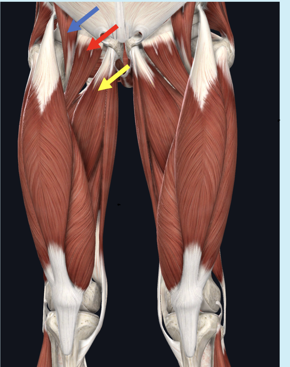 <p>Identify the muscle at the tip of the yellow arrow</p>