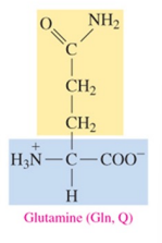 <p>polar amino acid with amide as R group </p>