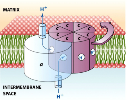 <p>takes up a proton from the intermembrane space and the binding neutralizes the carboxylate group which frees it from the electrostatic attraction of a positively charged arginine residue on the a subunit - the protonated c subunit then moves away, and this slight rotation of the c ring brings another c subunit into position so that it can release its bound proton into the matrix - pick up, bind, neutralize, shift, repeat</p>