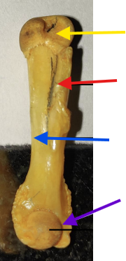 <p>Identify the red arrow</p>