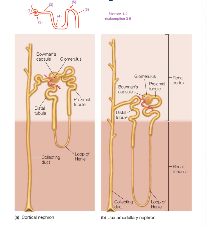 <p>Filtration</p><ul><li><p>glomerulus (1)</p><ul><li><p>capillary bed</p></li></ul></li><li><p>bowman’s capsule (2)</p><ul><li><p>around capillary</p></li></ul></li></ul><p>Reabsorption</p><ul><li><p>proximal tubule (3)</p><ul><li><p>majority of reabsorption</p></li></ul></li><li><p>loop of Henle (4)</p><ul><li><p>sets up gradients to concentrate</p></li></ul></li><li><p>distal tubule (5) </p><ul><li><p>majority secretion (secretion so far down the tube stops “waste” from being reabsorbed further down the nephron)</p></li></ul></li><li><p>collecting duct (6)</p><ul><li><p>top has majority secretion</p></li></ul></li></ul><p>[“waste” is a broad category, meaning toxins like urea, foreign substances, or things we have in excess (excess sodium, etc)]</p>