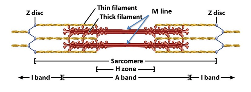 <p>overlapping sarcomere region of thick + thin filaments</p><ul><li><p><em>darker </em>band</p></li><li><p>myosin w/ some overlapping actin</p></li></ul><p></p>