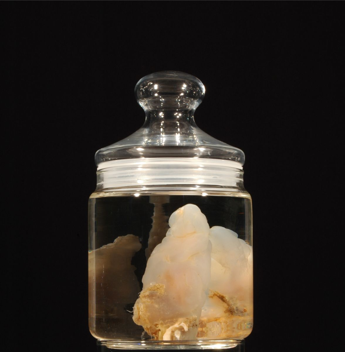 <p>Acuático, marino. Bentónico, fijo a sustratos duros. Sobre piedras hasta los 180 metros de profundidad. En zonas con sedimentos.</p><p>Filtrador.</p>