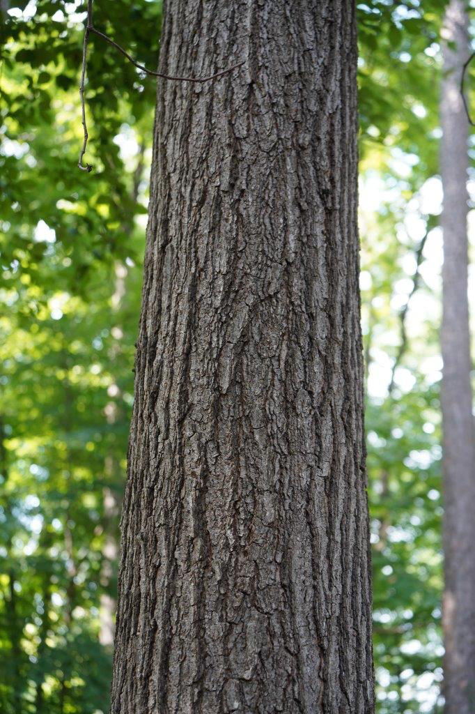 <p>Family: Fagaceae</p><p>Genus: Quercus</p><p>Species: velutina</p><p>Common: Black Oak</p>