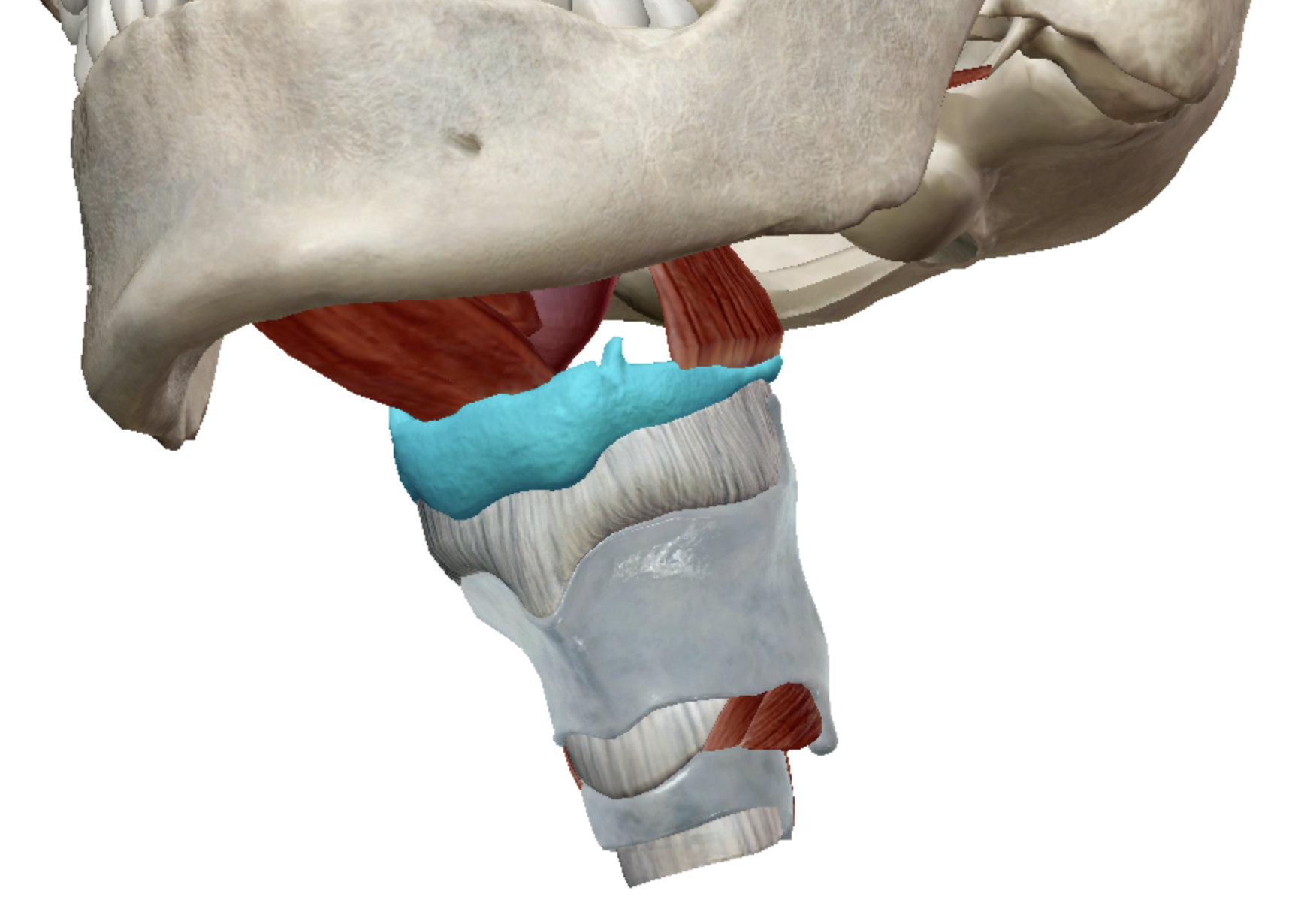 <p>In the front of the neck. Supports tongue and plays a key role in speaking and swallowing. </p>