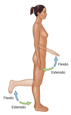 <p>both occur in the sagittal plane</p><ul><li><p class="has-focus is-empty is-editor-empty">flexion: decreases the angle between two bones (bends the joint)</p></li></ul><ul><li><p class="has-focus is-empty is-editor-empty">extension: increases this angle (straightens the joint, returning to the anatomical position)</p></li></ul><p></p>