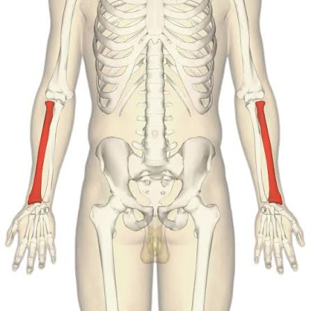 Radius (bone) - Wikipedia