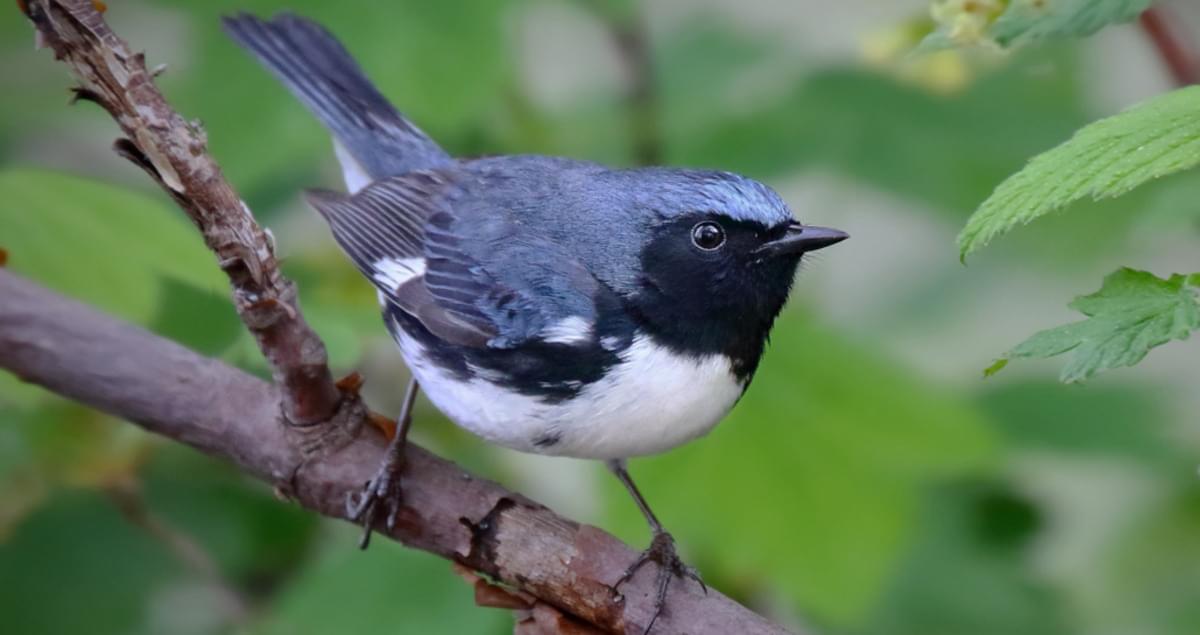 <p>Black-throated Blue Warbler</p>
