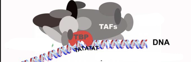 <p>An RNA pol II transcription factor. Massive protein complex that contains <strong>TBP </strong>within it, along with transcription associated factors (<strong>TAFS</strong>). TAFS includes proteins which act as specific <strong>promotors</strong> and proteins that interact with basal machinary for <strong>stabilization</strong>. </p>