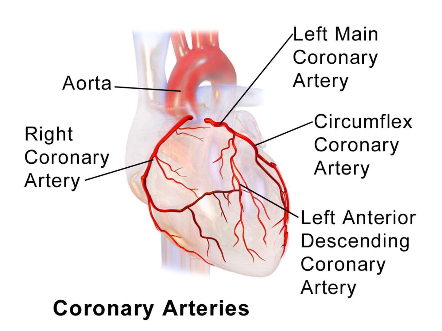 <p>Artery arising from the right aortic sinus, supplying the right atrium and ventricle.</p>
